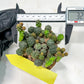 Maihueniopsis minuta Cactus | Imported Cactus | Rare Succulent