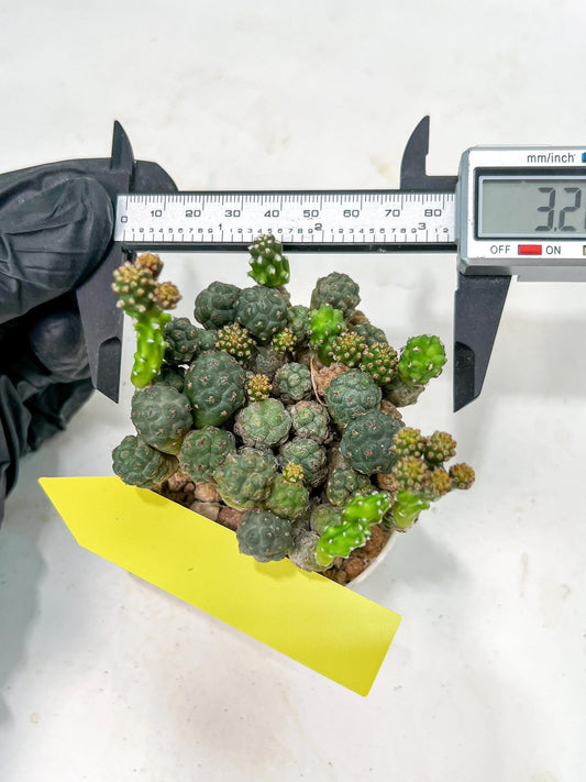 Maihueniopsis minuta Cactus | Imported Cactus | Rare Succulent