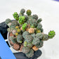 Maihueniopsis minuta Cactus | Imported Cactus | Rare Succulent