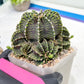 Gymnocalycium friedrichii cluster | Imported Cactus | Rare Succulent