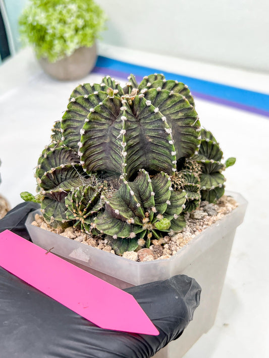 Gymnocalycium friedrichii cluster | Imported Cactus | Rare Succulent