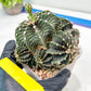 Gymnocalycium friedrichii cluster | Imported Cactus | Rare Succulent