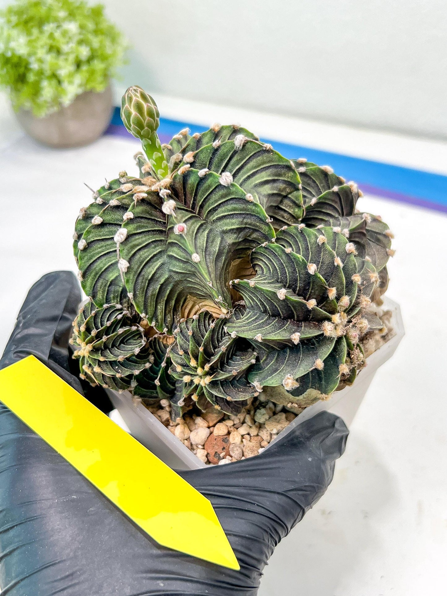 Gymnocalycium friedrichii cluster | Imported Cactus | Rare Succulent