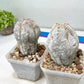 Rare Cactus Type 1 | Myriostigma | Imported Cactus | Rare Succulent