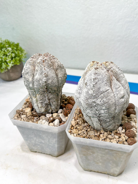 Rare Cactus Type 1 | Myriostigma | Imported Cactus | Rare Succulent