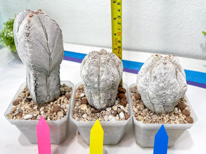 Rare Myriostigma Cactus: Imported Exotic Succulent