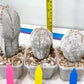 Rare Cactus Type 1 | Myriostigma | Imported Cactus | Rare Succulent