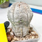 Rare Cactus Type 1 | Myriostigma | Imported Cactus | Rare Succulent