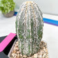 Rare Cactus Type 2 | Imported Cactus | Rare Succulent