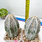 Rare Cactus Type 2 | Imported Cactus | Rare Succulent