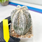 Rare Cactus Type 2 | Imported Cactus | Rare Succulent