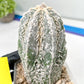 Rare Cactus Type 2 | Imported Cactus | Rare Succulent
