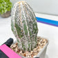 Rare Cactus Type 2 | Imported Cactus | Rare Succulent