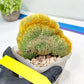 Vatricania guentheri cristata| Imported Cactus | Rare Succulent