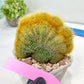 Vatricania guentheri cristata| Imported Cactus | Rare Succulent