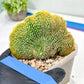 Vatricania guentheri cristata| Imported Cactus | Rare Succulent