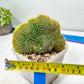Vatricania guentheri cristata| Imported Cactus | Rare Succulent