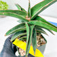 Sansevieria lavranos (pink/yellow) | Imported Plants