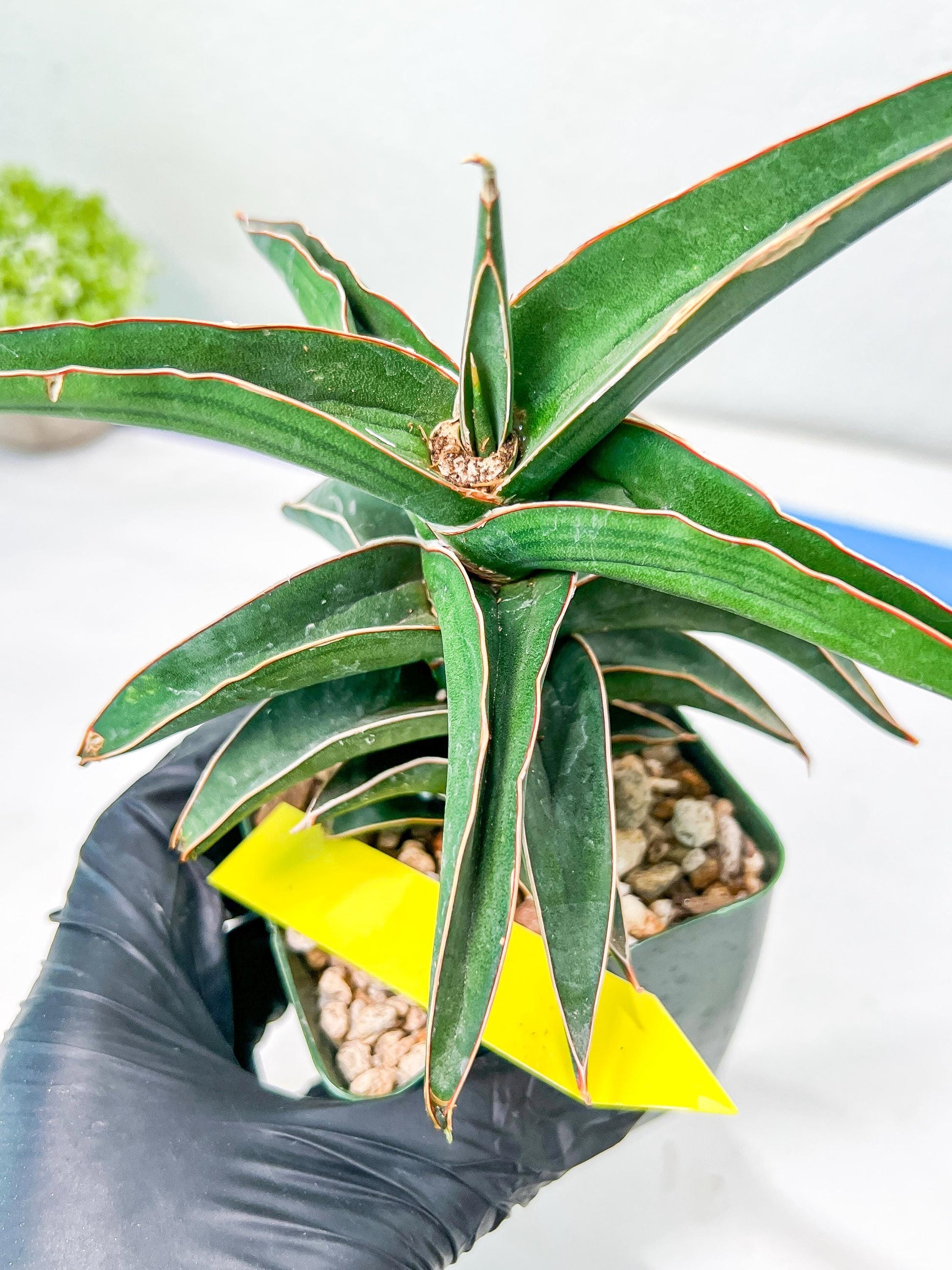 Sansevieria lavranos (pink/yellow) | Imported Plants
