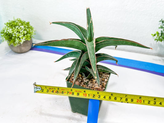Sansevieria lavranos (Blue/Green) | Imported Plants