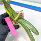 Gasteria White Ice Var | Imported Succulent