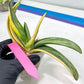 Gasteria White Ice Var | Imported Succulent