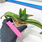 Gasteria Battesiana Black | Imported Succulent | rare species