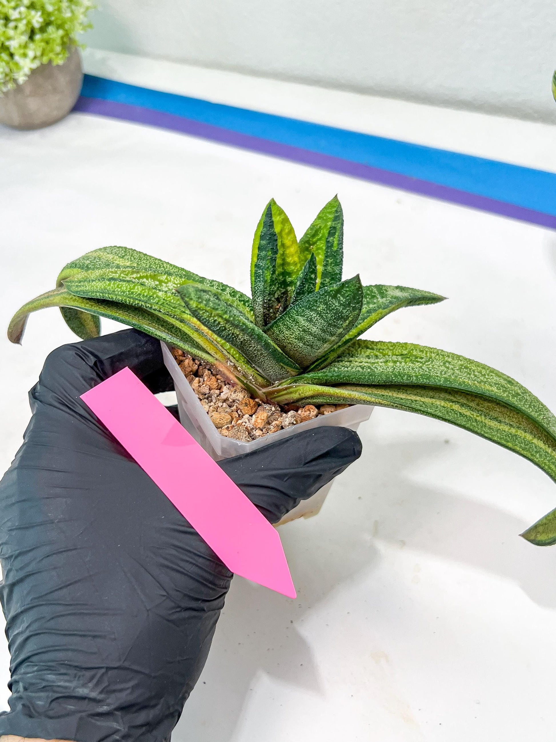Gasteria Battesiana Black | Imported Succulent | rare species