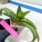 Gasteria Battesiana Black | Imported Succulent | rare species