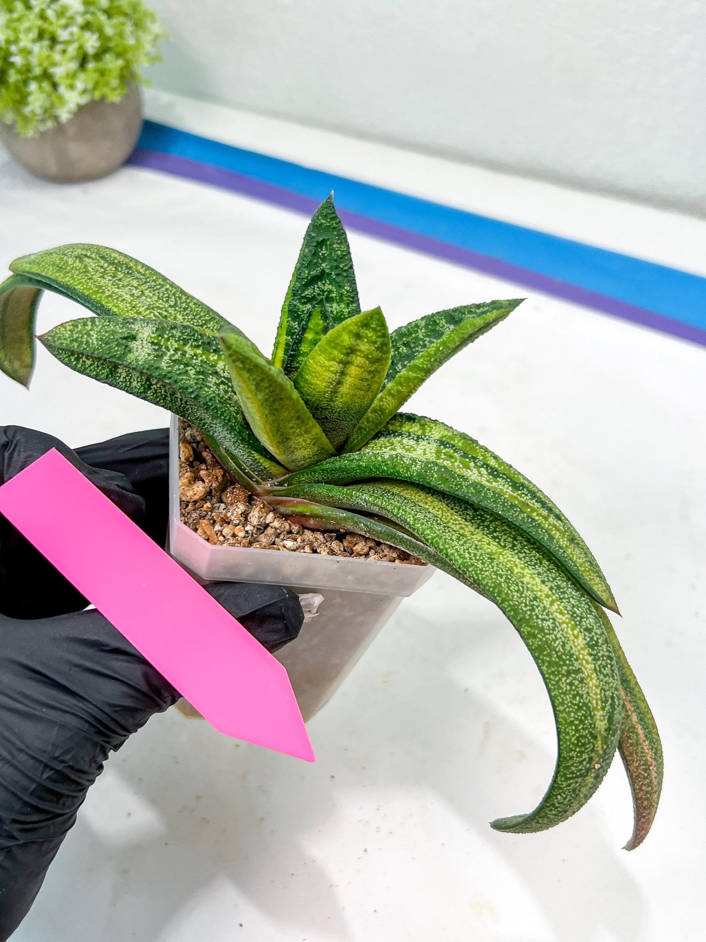Gasteria Battesiana Black | Imported Succulent | rare species