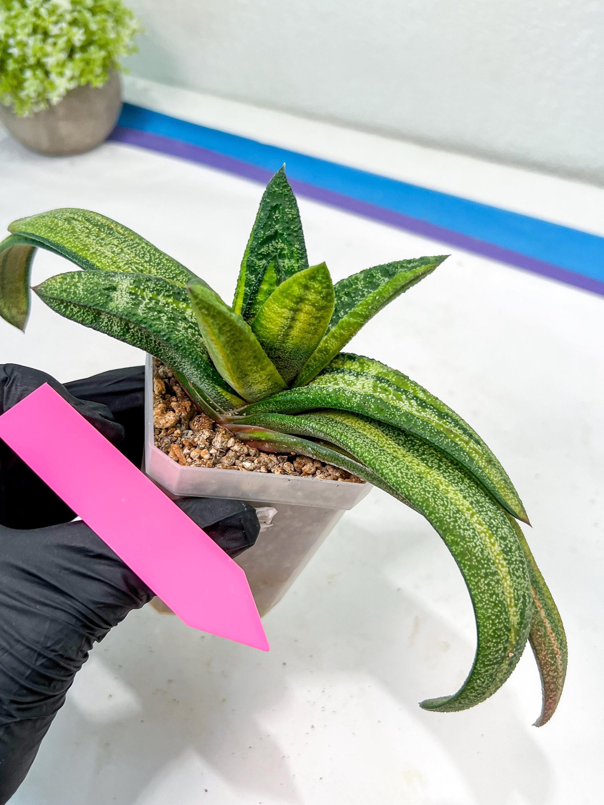 Gasteria Battesiana Black | Imported Succulent | rare species