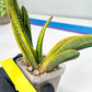 Gasteria Battesiana Black | Imported Succulent | rare species
