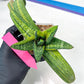 Gasteria Battesiana Black | Imported Succulent | rare species