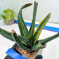 Gasteria Battesiana Black | Imported Succulent | rare species