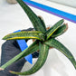 Gasteria Battesiana Black | Imported Succulent | rare species