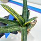 Gasteria Battesiana Black | Imported Succulent | rare species