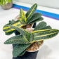 gasteria fujimini | Imported Succulent | rare species