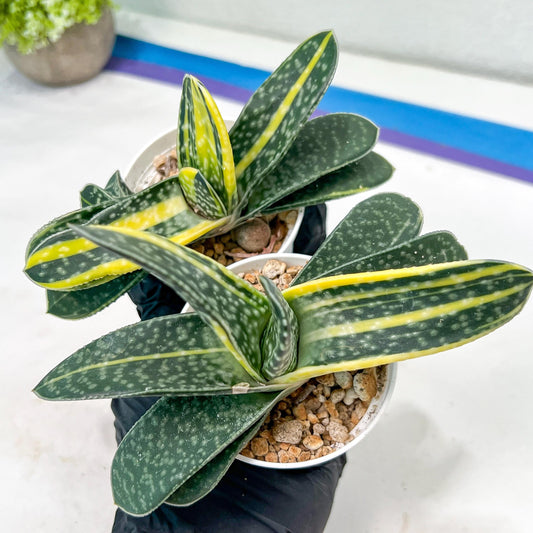 gasteria fujimini | Imported Succulent | rare species