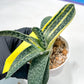 gasteria fujimini | Imported Succulent | rare species