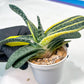 gasteria fujimini | Imported Succulent | rare species
