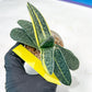 gasteria fujimini | Imported Succulent | rare species