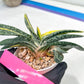 gasteria fujimini | Imported Succulent | rare species