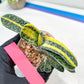 gasteria fujimini | Imported Succulent | rare species