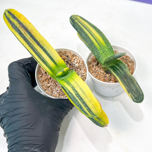 gasteria cariienatta | Imported Succulent