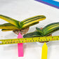 gasteria cariienatta | Imported Succulent