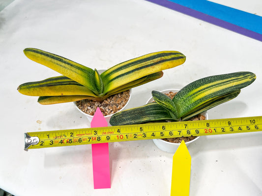 gasteria cariienatta | Imported Succulent