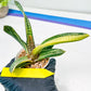 Gasteria Battesiana Yellow | Imported Succulent