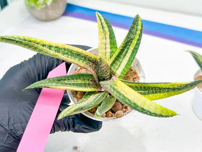 Gasteria Battesiana Yellow | Imported Succulent