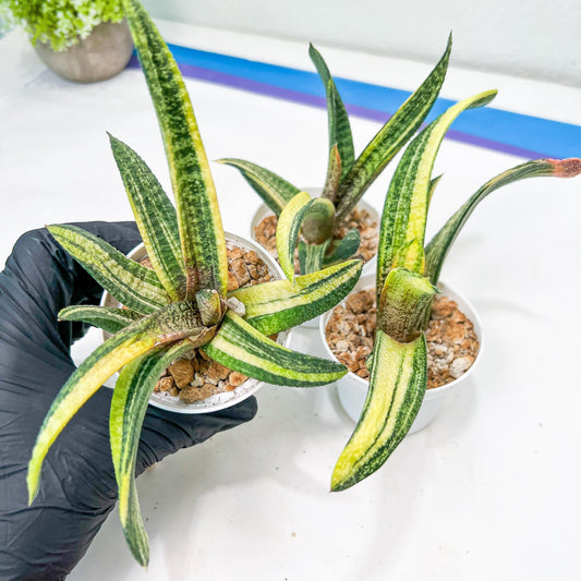 Gasteria Battesiana Yellow | Imported Succulent