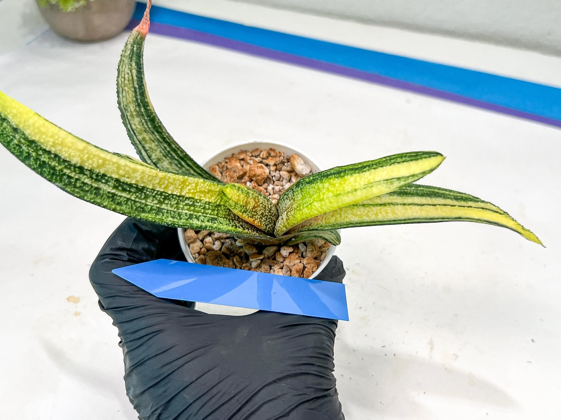 Gasteria Battesiana Yellow | Imported Succulent